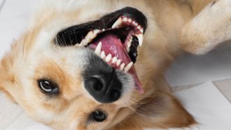 Cão da raça Golden Retriever deitado de costas no chão, com a boca aberta em expressão de brincadeira e olhos atentos, transmitindo energia e alegria.