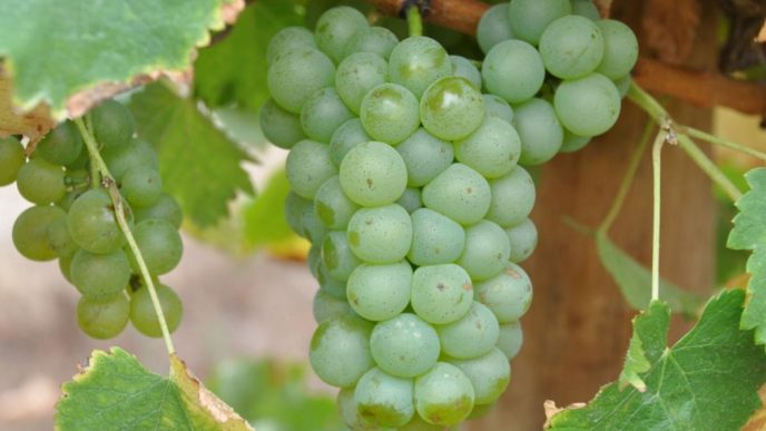 Uvas maduras verdes no caixo.